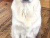 Golden Retriever for stud in Cavan - photo 5