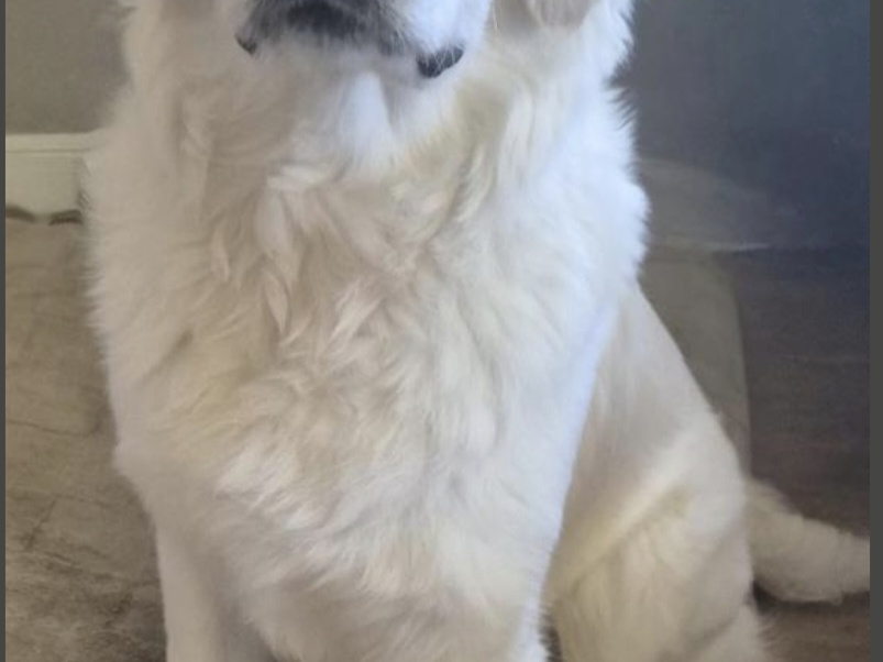 Golden Retriever for stud in Cavan - photo 4