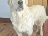 Golden Retriever for stud in Cavan - photo 6