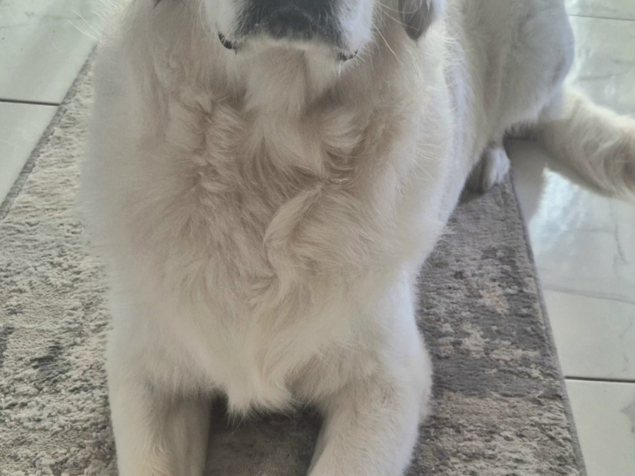 Golden Retriever for stud in Cavan - photo 7