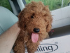 Poodle for sale in Kerry - photo 5