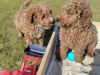 Poodle for sale in Kerry - photo 7