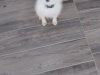 Pomeranian for sale in Wexford - photo 3