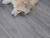 Pomeranian for sale in Wexford - photo 4
