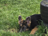 German Shepherd for sale in Roscommon - photo 1