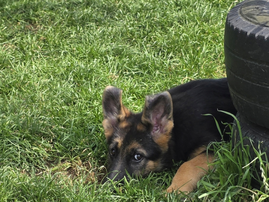 German Shepherd for sale in Roscommon - photo 1