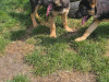 German Shepherd for sale in Roscommon - photo 2