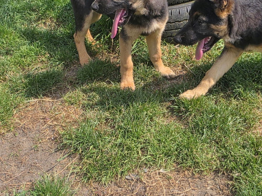 German Shepherd for sale in Roscommon - photo 2