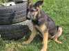 German Shepherd for sale in Roscommon - photo 3