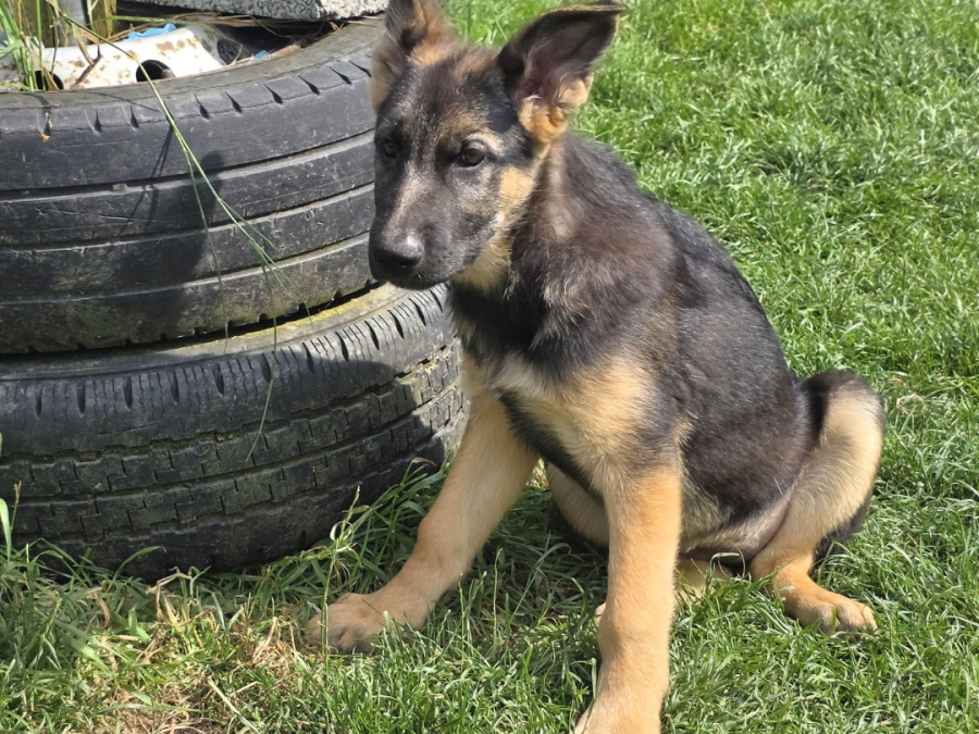 German Shepherd for sale in Roscommon - photo 3