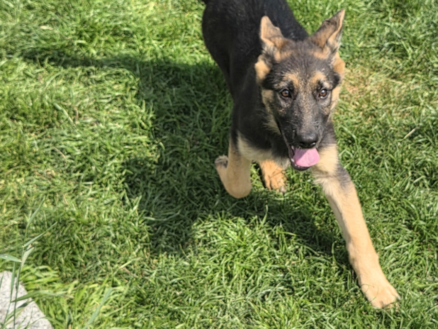 German Shepherd for sale in Roscommon - photo 4