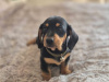 Dachshund for sale in Offaly - photo 1