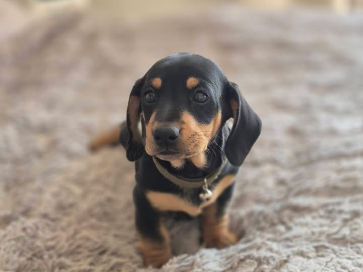 Dachshund for sale in Offaly - photo 1