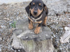 Dachshund for sale in Offaly - photo 6