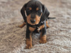 Dachshund for sale in Offaly - photo 4