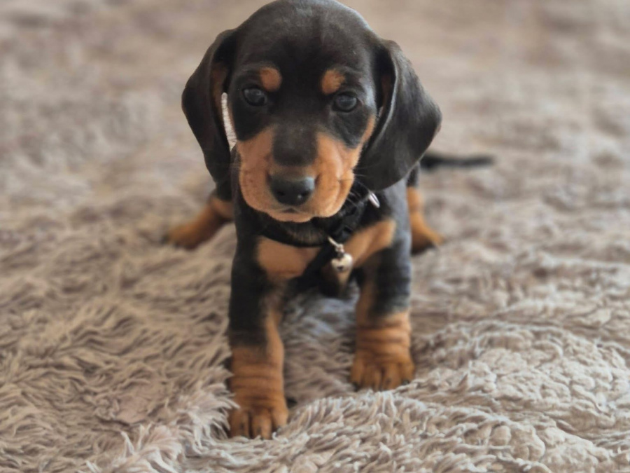 Dachshund for sale in Offaly - photo 4