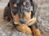 Dachshund for sale in Offaly - photo 2