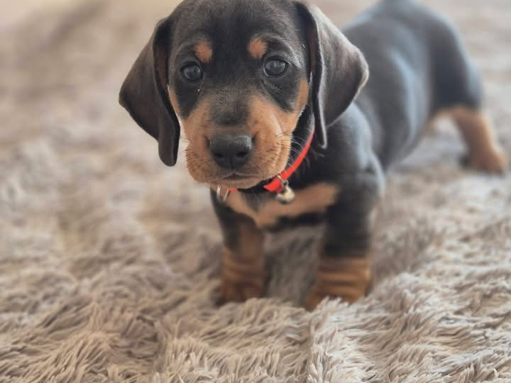 Dachshund for sale in Offaly - photo 3