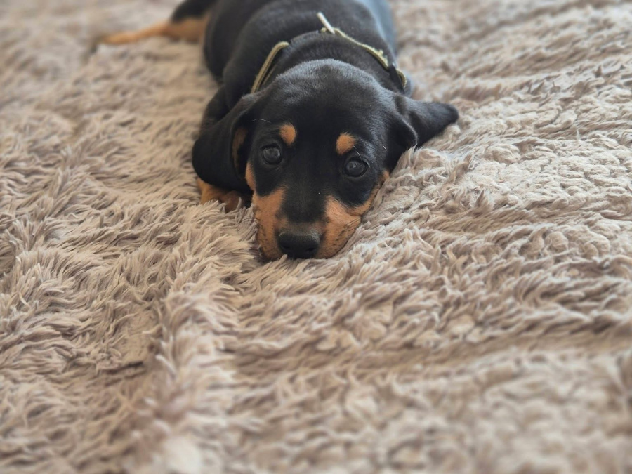 Dachshund for sale in Offaly - photo 5