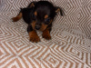 Chihuahua for sale in Galway - photo 2
