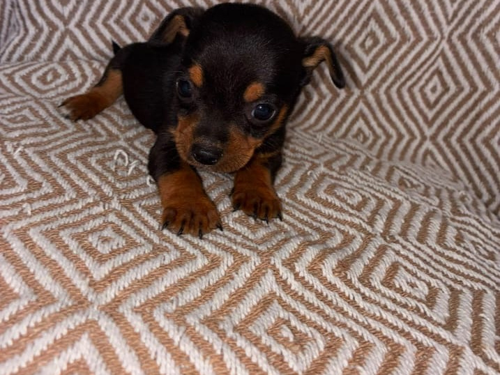 Chihuahua for sale in Galway - photo 2