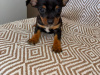 Chihuahua for sale in Galway - photo 1