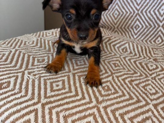 Chihuahua puppies for sale 🐾