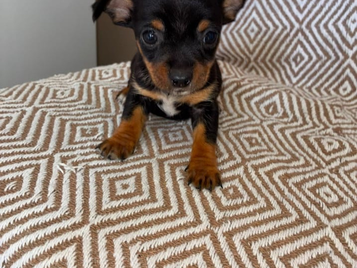 Chihuahua for sale in Galway - photo 1