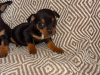 Chihuahua for sale in Galway - photo 3