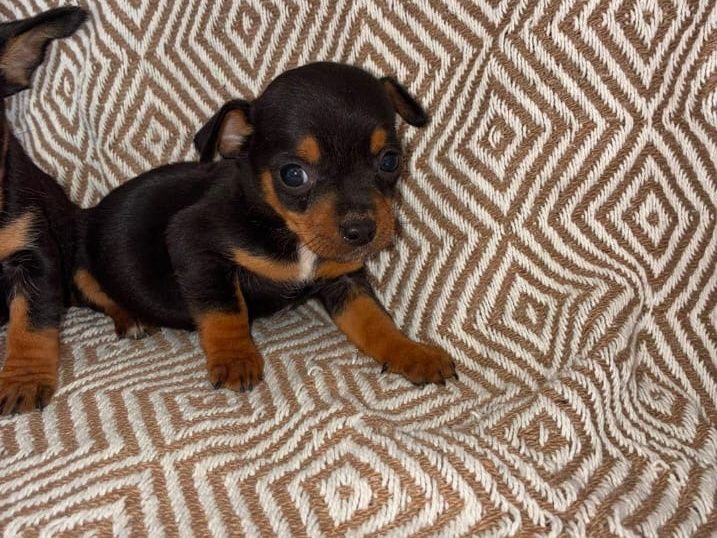 Chihuahua for sale in Galway - photo 3