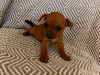 Chihuahua for sale in Galway - photo 8