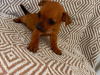 Chihuahua for sale in Galway - photo 4