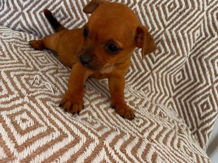 Chihuahua for sale in Galway - photo 4