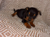 Chihuahua for sale in Galway - photo 7