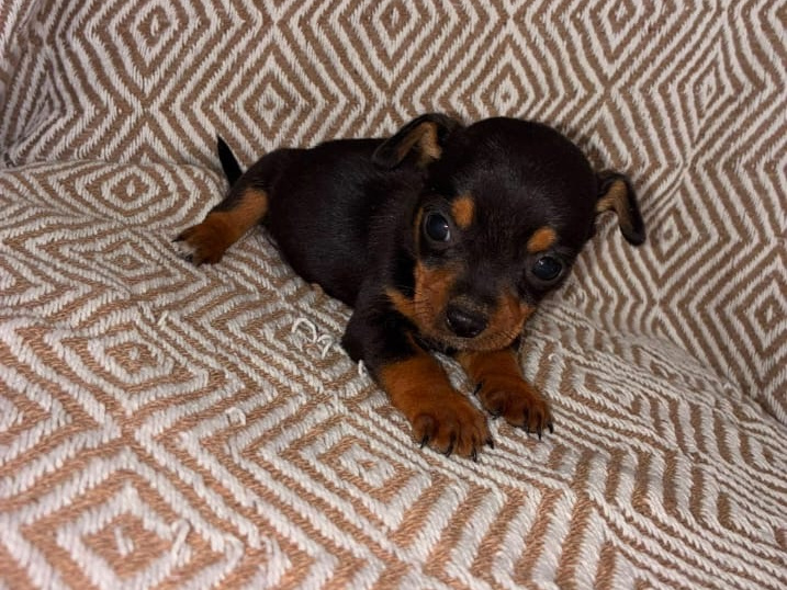 Chihuahua for sale in Galway - photo 7