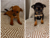 Chihuahua for sale in Galway - photo 9