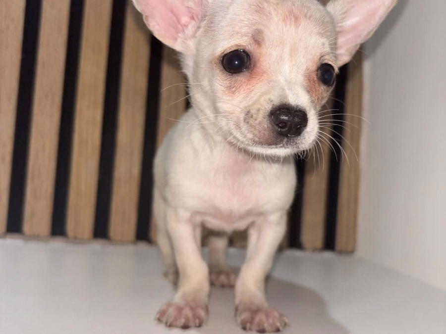 Chihuahua for sale in Kildare - photo 3