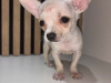 Chihuahua for sale in Kildare - photo 5