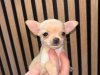 Chihuahua for sale in Kildare - photo 8