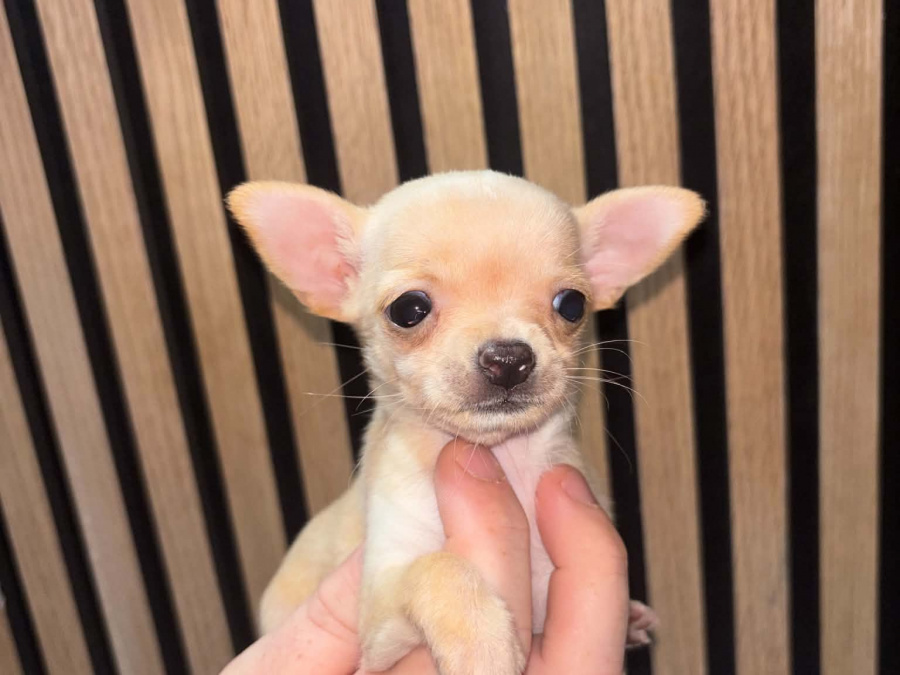 Chihuahua for sale in Kildare - photo 8