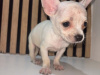 Chihuahua for sale in Kildare - photo 7