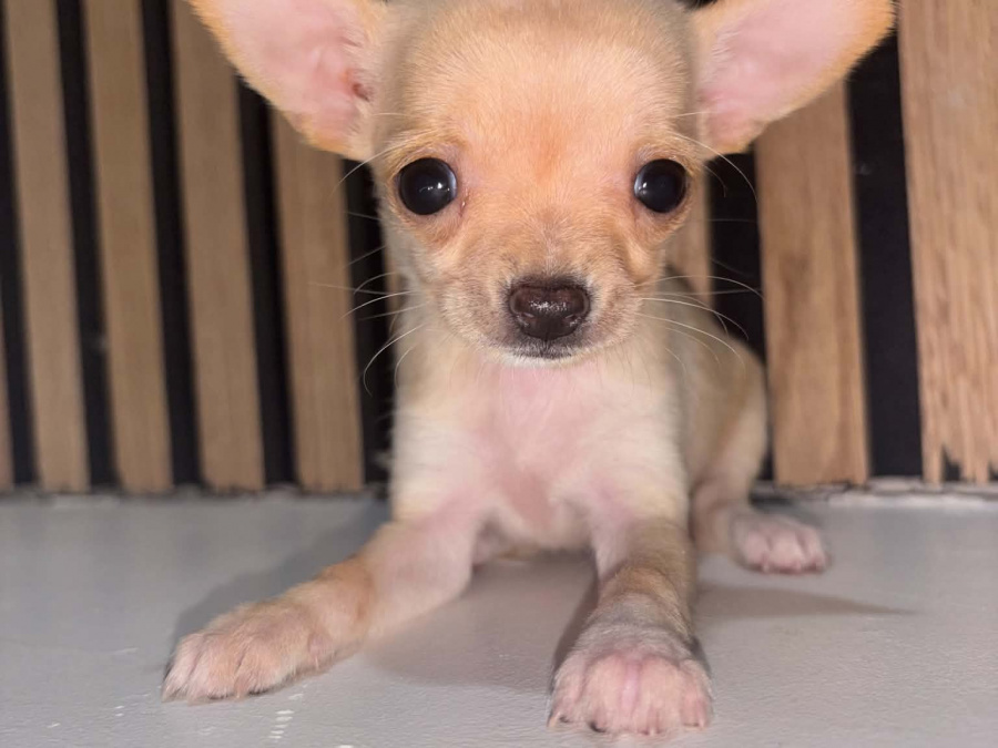 Chihuahua for sale in Kildare - photo 6