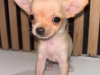 Chihuahua for sale in Kildare - photo 2