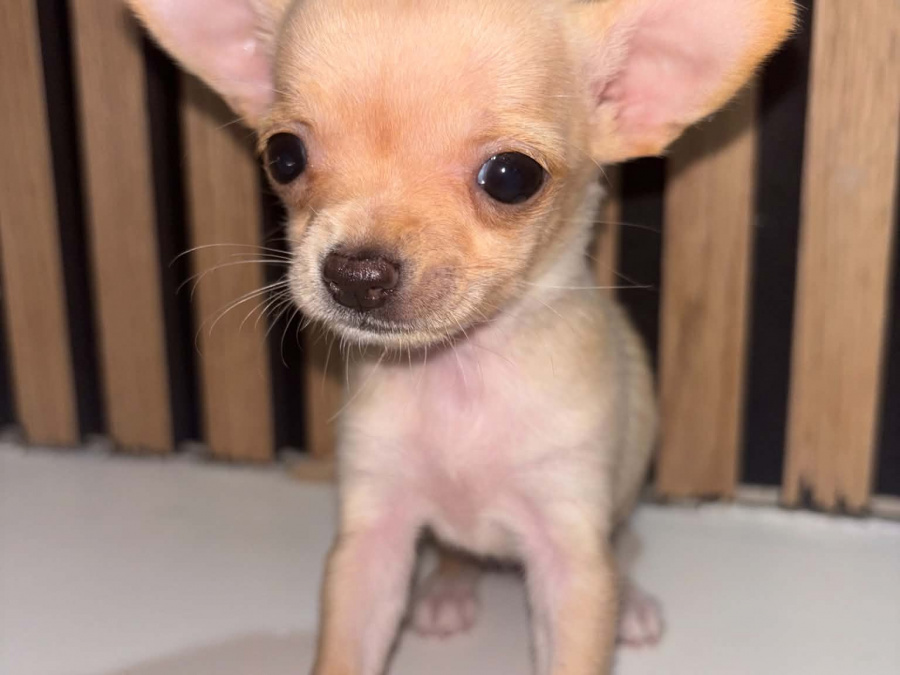 Chihuahua for sale in Kildare - photo 2