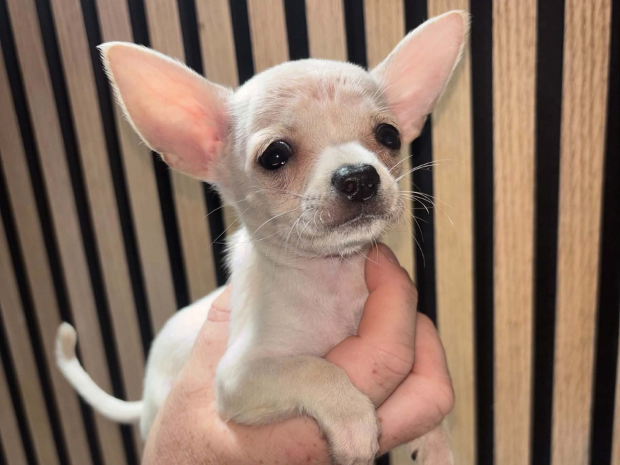 Chihuahua for sale in Kildare - photo 9