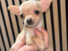 Chihuahua for sale in Kildare - photo 4
