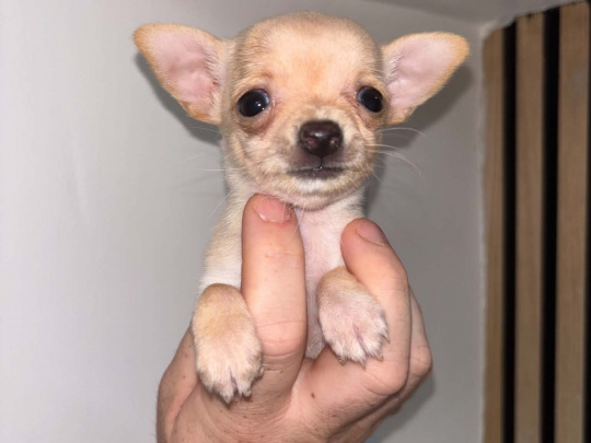 Purebred chihuahua puppies for sale
