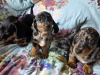 Dachshund for sale in Dublin - photo 1