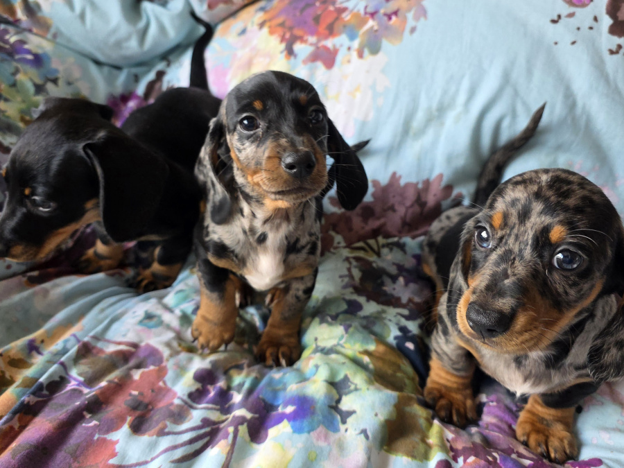 Dachshund for sale in Dublin - photo 1