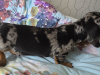 Dachshund for sale in Dublin - photo 3